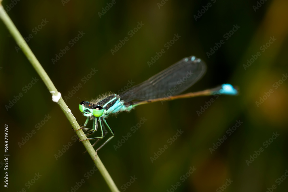 Dragonfly. Macro nature. Nature background. Dragonfly. Macro nature. Nature background.