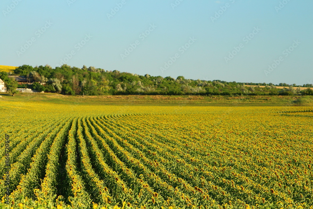 A field of flowers A field of flowers