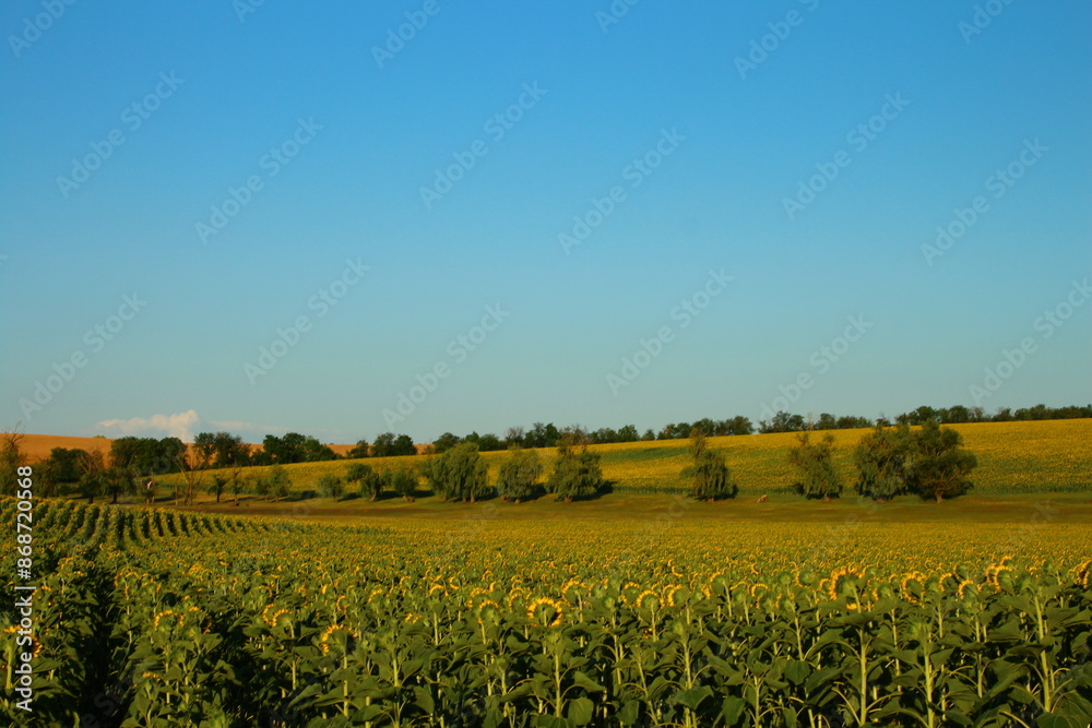 Fototapeta premium A field with trees and a rainbow