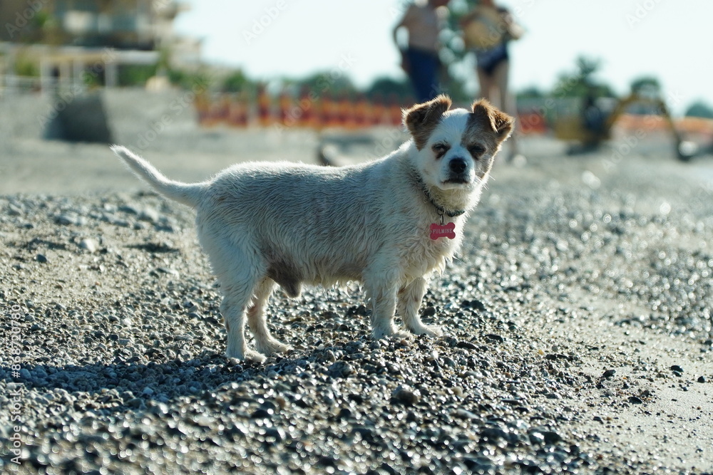 Fototapeta premium The dog is waiting for his owner by the sea