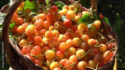 ripe cherries in the basket