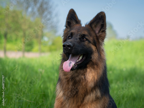 Portrait eines Langstockhaar Schäferhundes mit heraushängender Zunge, Blick in die Kamera photo