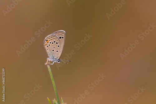 tiny brown butterfly at the end of a branch, Turanana endymion	 photo