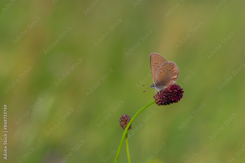 brown butterfly in background green on flower, Phengaris nausithous