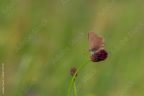 Obraz na płótnie brown butterfly in background green on flower, Phengaris nausithous w salonie
