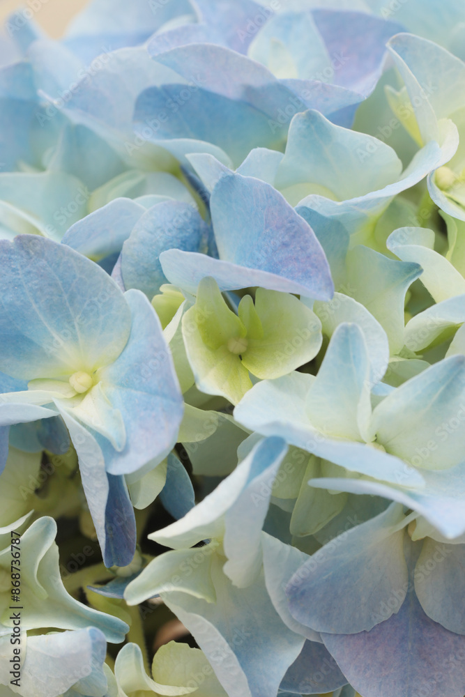 Fototapeta premium Blue, yellow beige Hydrangeas flower bouquet. Selective soft focus. Smoke Macro nature background.