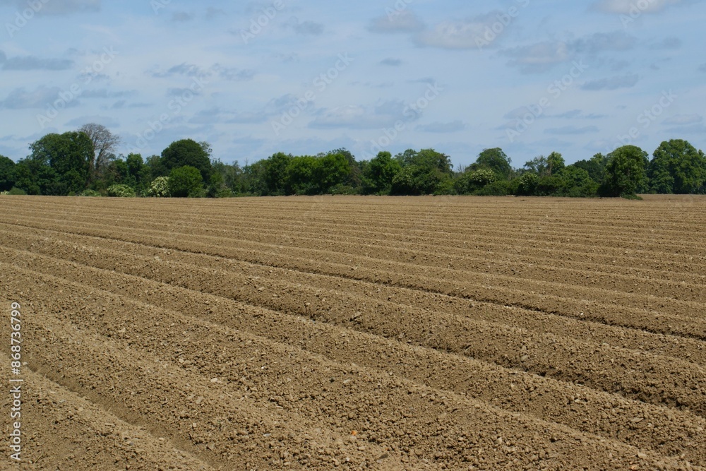 Growing potatoes: newly planted potatoes in beds. Potato field landscape. Growing potatoes: newly planted potatoes in beds. Potato field landscape.