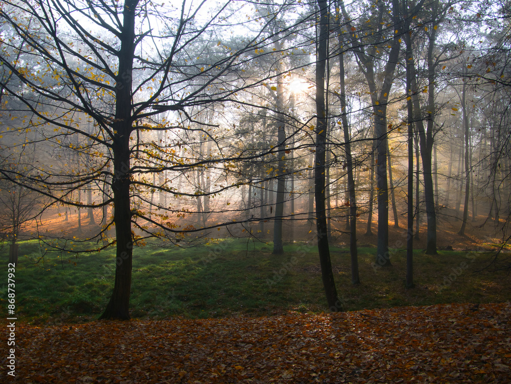 Mysterious foggy forest during autumn day Mysterious foggy forest during autumn day
