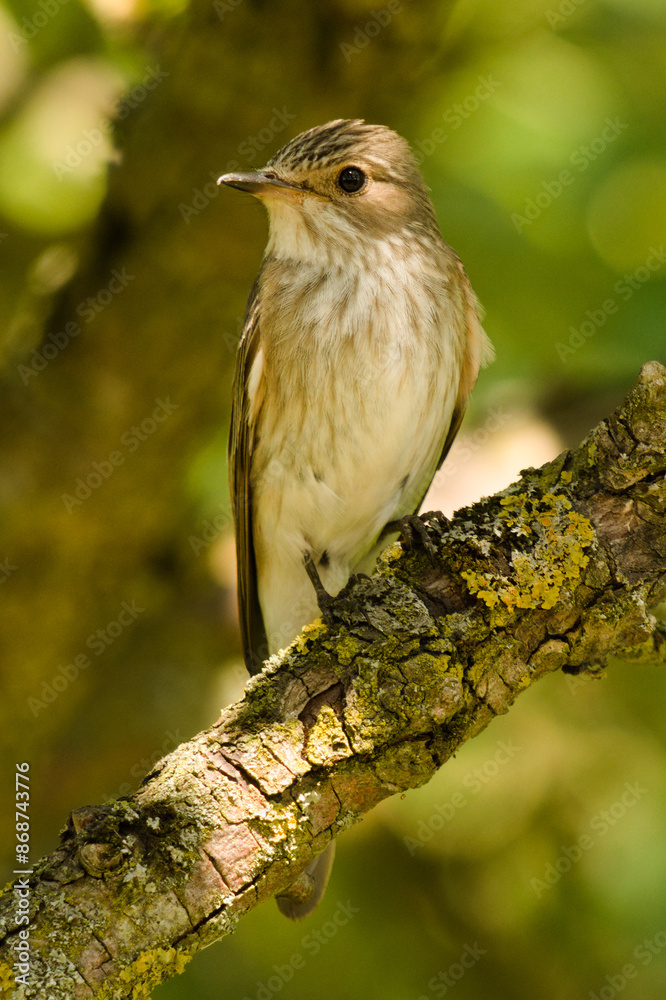 Fototapeta premium Muchołówka szara, Muscicapa striata