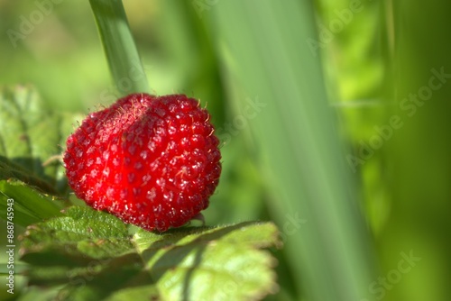 strawberry, fruit, berry, food, red, raspberry, ripe, plant, wild, nature, sweet, summer, healthy, leaf, berries, garden, strawberries, macro, fruits, fresh, raspberries, bush, close-up, juicy, organi photo