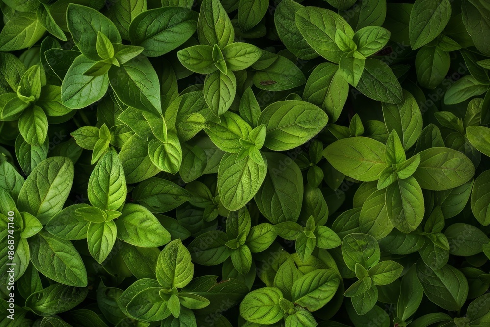 Oregano texture background, origanum vulgare green leaves pattern, wild marjoram banner, sweet marjoram Oregano texture background, origanum vulgare green leaves pattern, wild marjoram banner, sweet marjoram