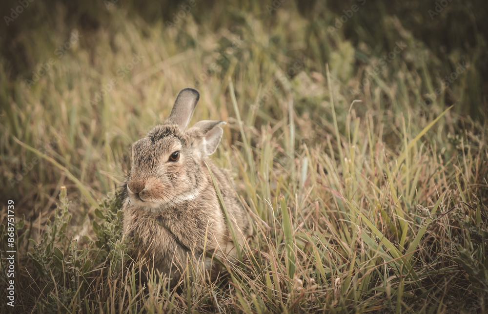 Fototapeta premium little bunny rabbit in the wild