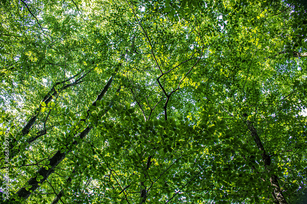 Fototapeta premium grown green trees in the forest in summer