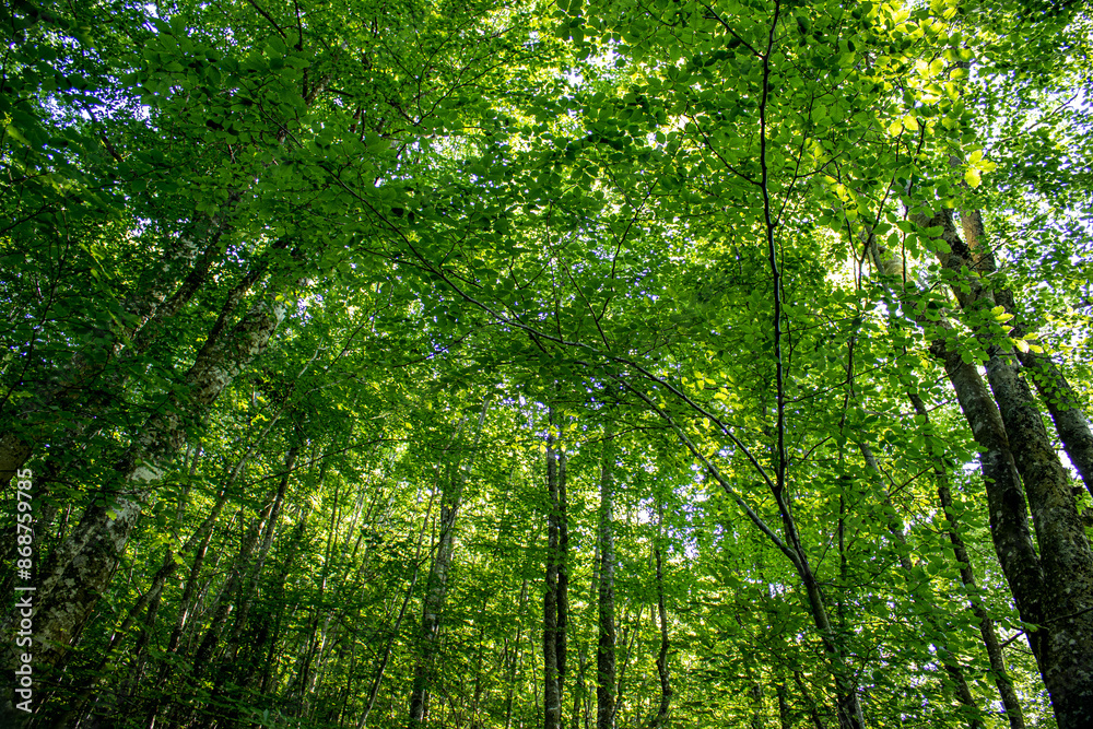 grown green trees in the forest in summer grown green trees in the forest in summer