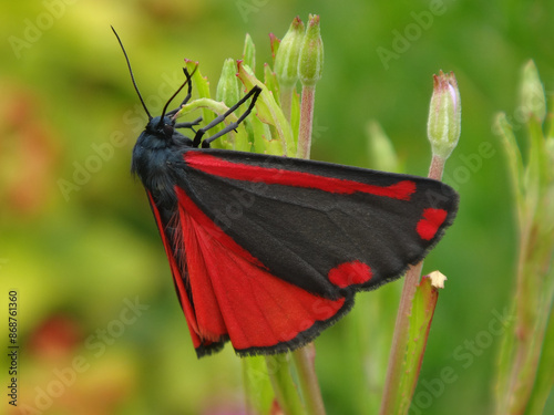 Cinnabar moth (Tyria jacobaeae) perching on willowherb photo