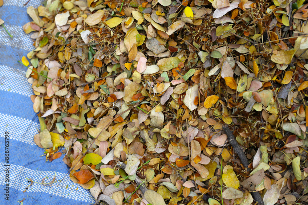 Brown dried leaves of rain tree. Dried leaves for composting Brown dried leaves of rain tree. Dried leaves for composting