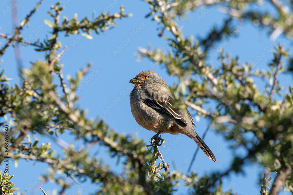 Obraz premium tufted tit-tyrant