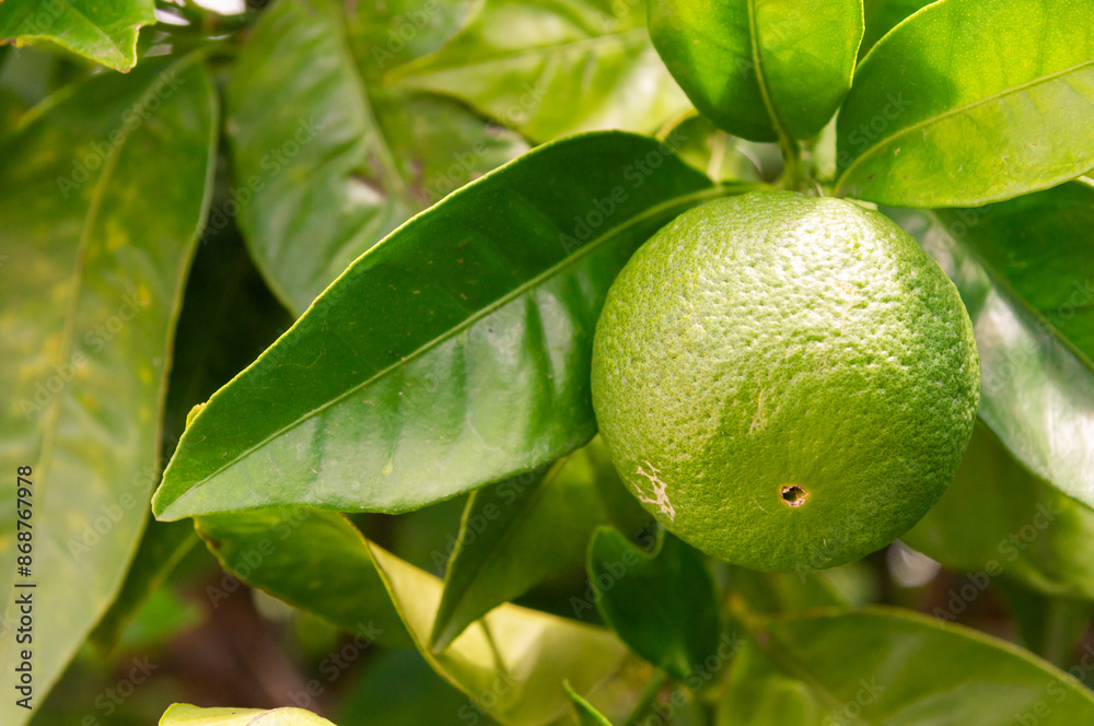 Citrus Freshness: Green Orange with Blurred Open Background. Citrus Freshness: Green Orange with Blurred Open Background.