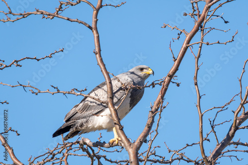 águila mora