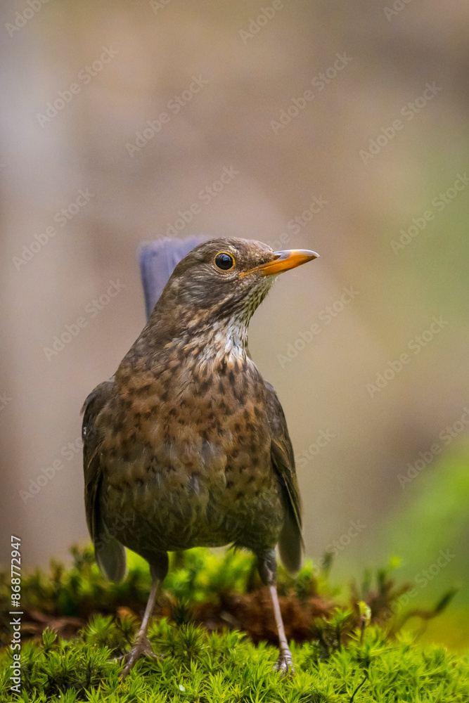 Fototapeta premium Blackbird, turdus merula, female bird perched