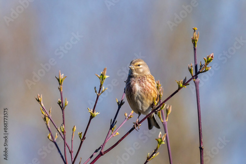 Linnet male bird, Carduelis cannabina singing photo