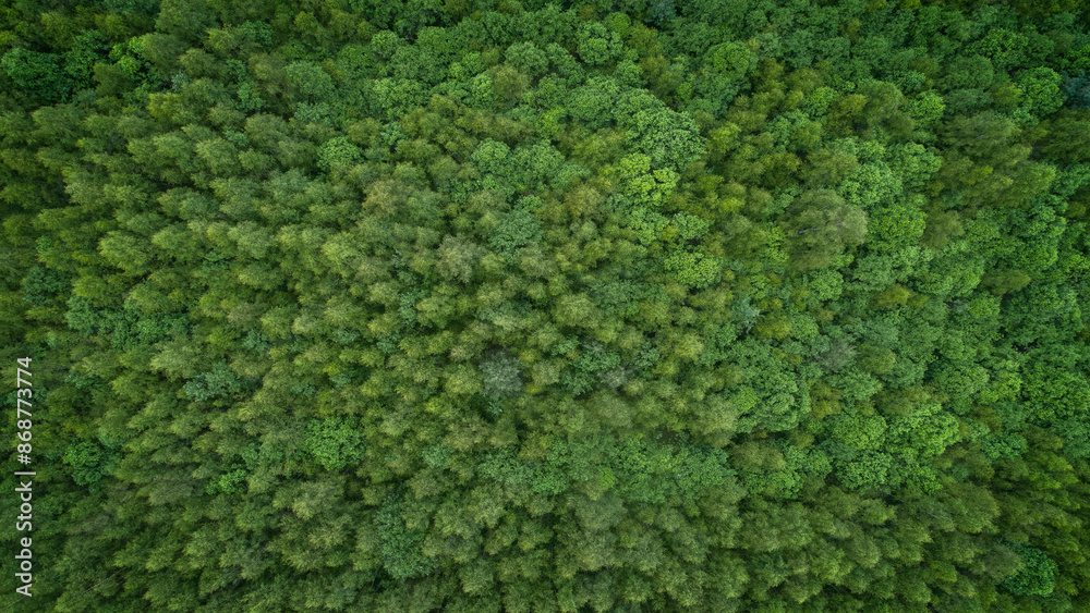 Lush green forest with trees of different sizes aerial view from above. The trees are densely spaced, creating a sense of depth and a sense of being surrounded by nature. Calm and serenity concept Lush green forest with trees of different sizes aerial view from above. The trees are densely spaced, creating a sense of depth and a sense of being surrounded by nature. Calm and serenity concept