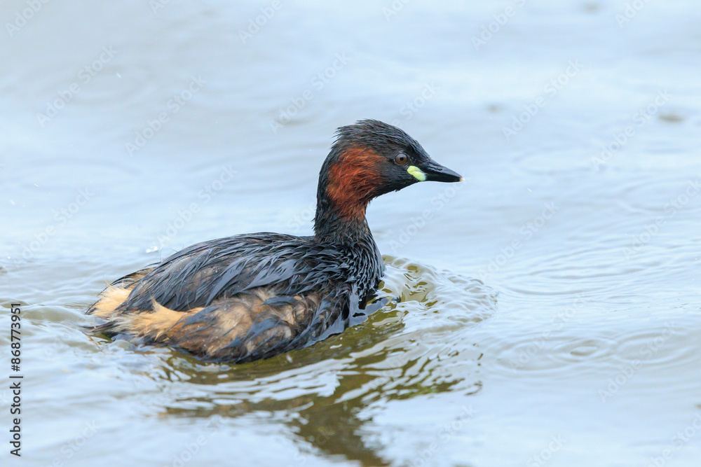 Fototapeta premium little grebe, Tachybaptus ruficollis, swimming