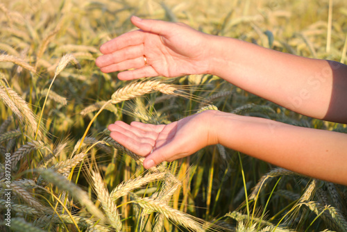 A woman in a wheat field strokes the ears of corn with her hand.