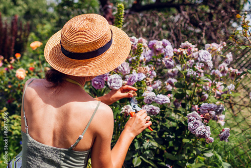 Back view of woman deadheading spent rose blooms in summer garden. Gardener cutting wilted flowers off with pruner. photo