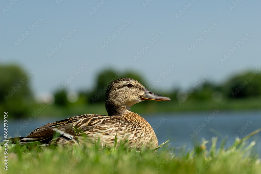 duck on the lake duck on the lake