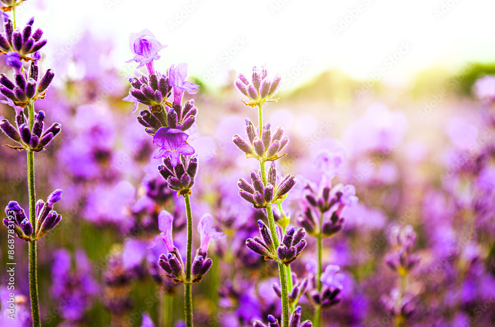 Lavender flowers field Soft focus Close-up image meadow background countryside light Design stationery covers postcards banners posters Spicy herb Purple violet Aromatherapy Summer Sweet time Aroma Lavender flowers field Soft focus Close-up image meadow background countryside light Design stationery covers postcards banners posters Spicy herb Purple violet Aromatherapy Summer Sweet time Aroma