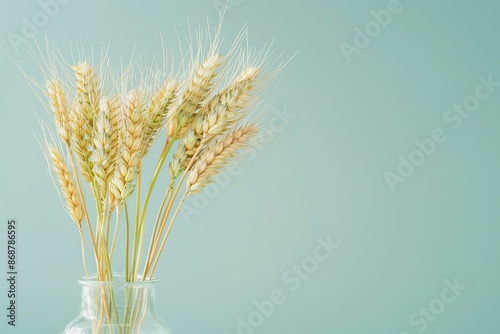 Close up of golden wheat ears in a glass vase on a pastel green and white background with natural li © Ruslan