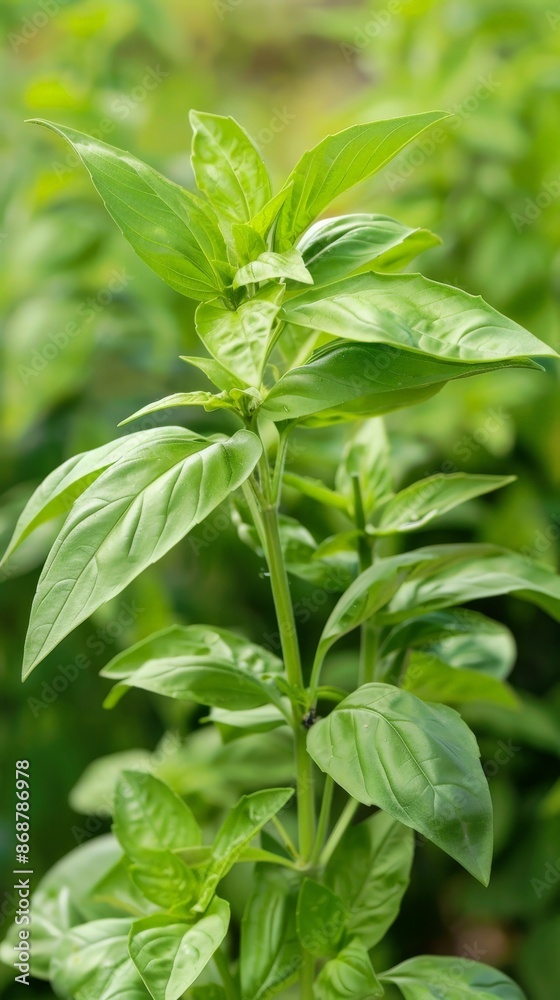 Close-up of a thriving basil plant with vibrant green leaves Close-up of a thriving basil plant with vibrant green leaves