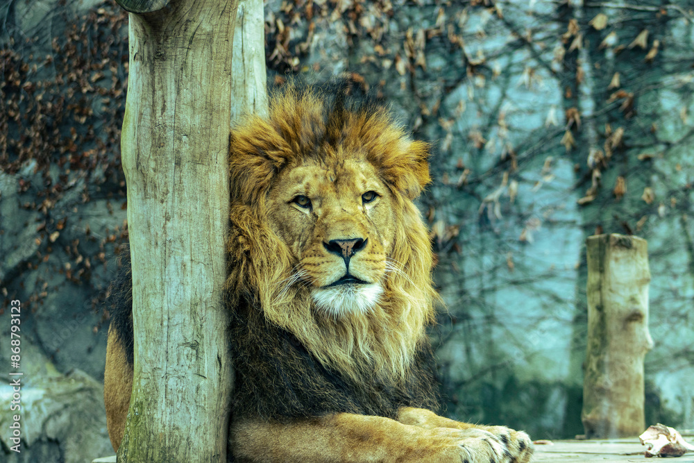 Naklejka premium portrait of a lion resting on a wooden plinth in a zoo exhibit