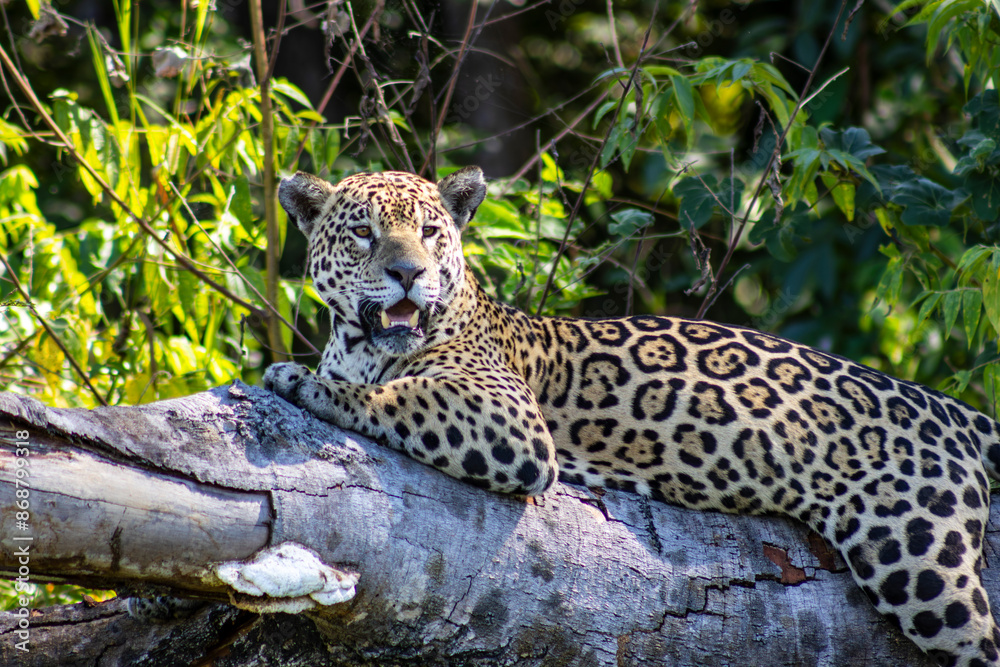 Jaguar in the river, in the Pantanal, Cuiaba, Brazil Jaguar in the river, in the Pantanal, Cuiaba, Brazil