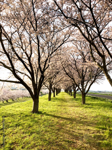 A Tunnel of cherry blossoms in the springtime