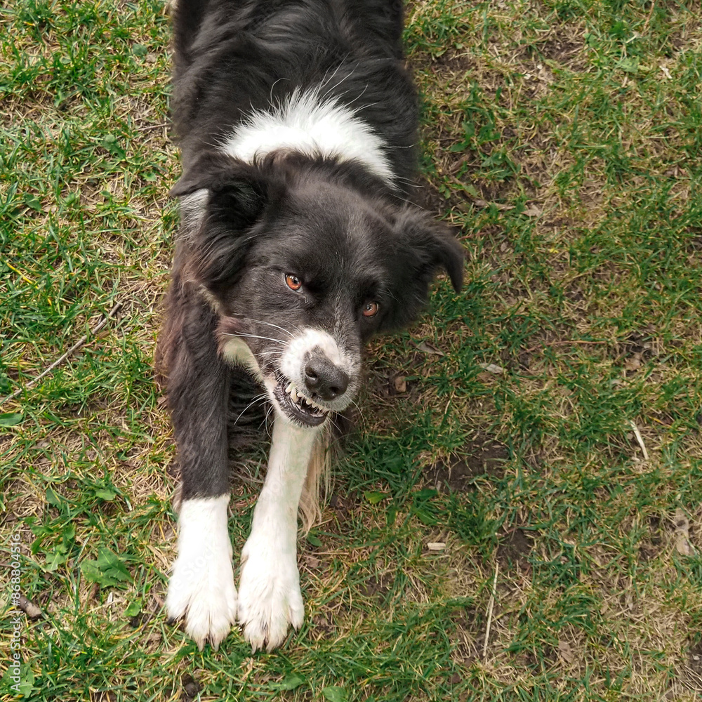 Crash the border collie dog stretching on a sunny summer day in the grass Crash the border collie dog stretching on a sunny summer day in the grass