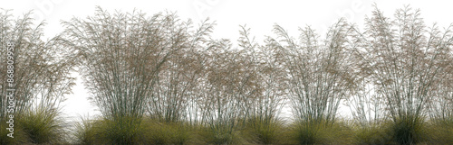 Fotografía Frontal field set of Deschampsia cespitosa grass isolated png on a transparent b