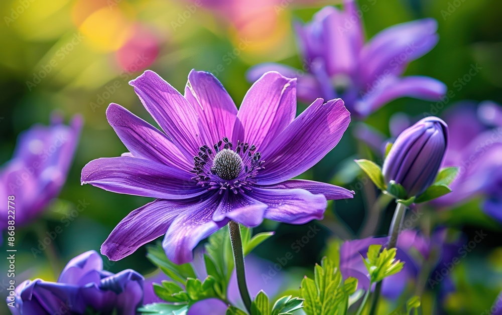 Obraz premium Vibrant Purple Flower in Sunlight