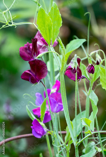 Duftende Platterbse oder Gartenwicke (Lathyrus odoratus), Blüte