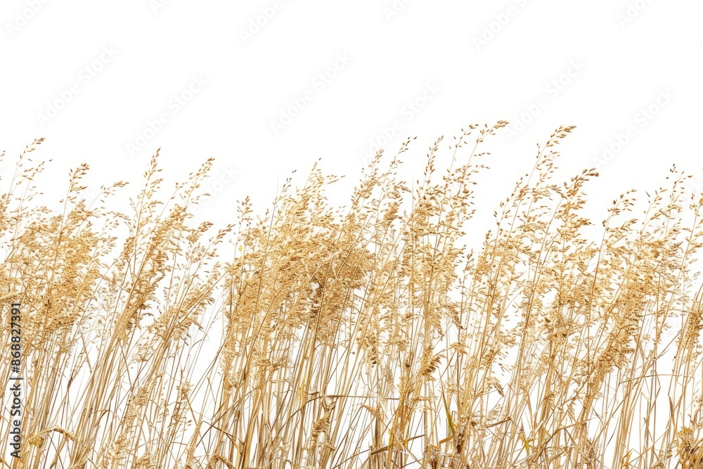 Fototapeta premium A serene image of a field filled with tall grass and a clear blue sky