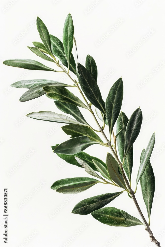Naklejka premium A single green branch with leaves on a plain white background, ideal for use in designs about nature and the environment