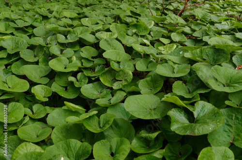 Asarum splendens, asaret à Nantes