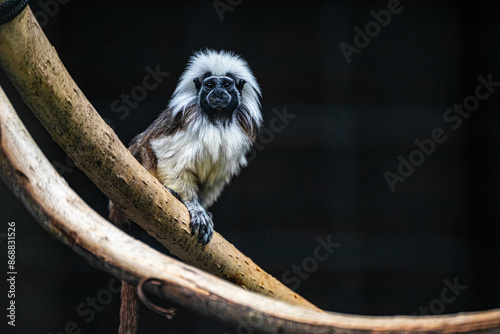 Cotton top tamarin (Saguinus oedipus) sits on a branch and looks at the camera in Artis Zoo Amsterdam the Netherlands photo