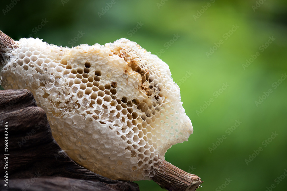 Honeycomb on natural background. Honeycomb on natural background.