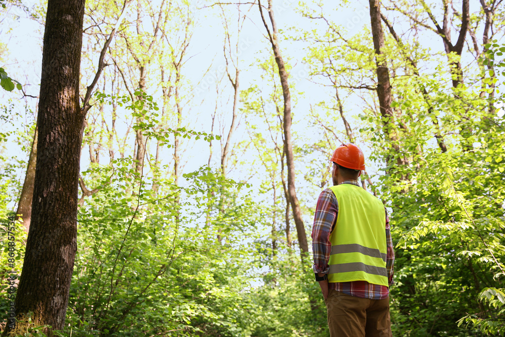 Forester in hard hat examining plants in forest, back view Forester in hard hat examining plants in forest, back view