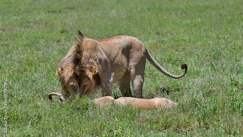 Couple of lions during mating season, Serengeti National Park, Tanzania, Africa photo