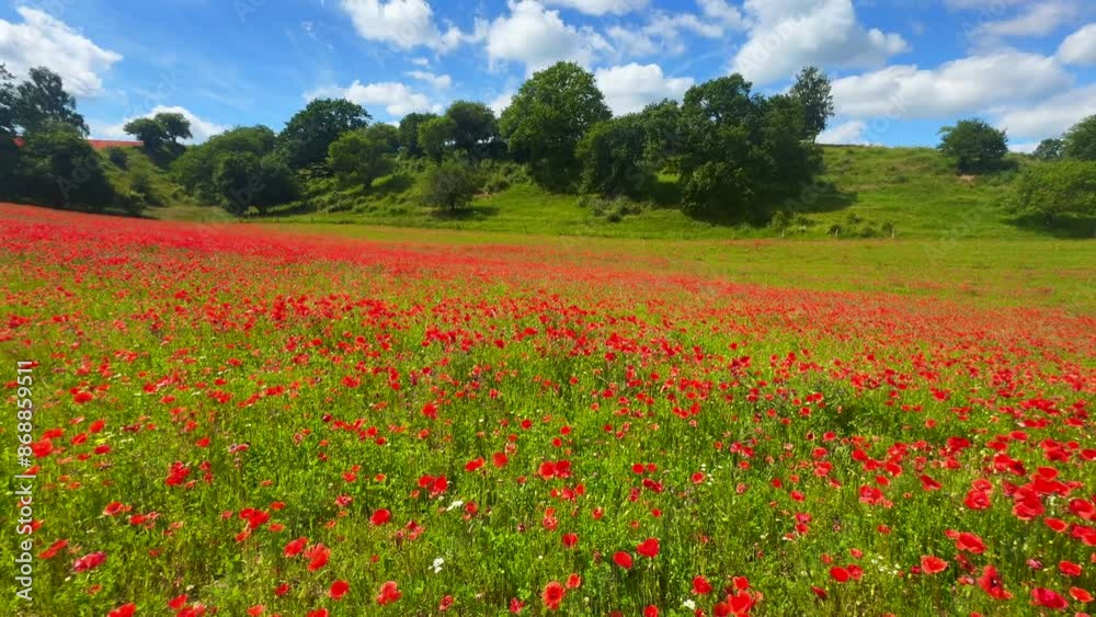 Hilly landscape with blooming poppy field in Rörum, Simrishamn municipality, Skåne, Sweden, Scandinavia, Europe Hilly landscape with blooming poppy field in Rörum, Simrishamn municipality, Skåne, Sweden, Scandinavia, Europe