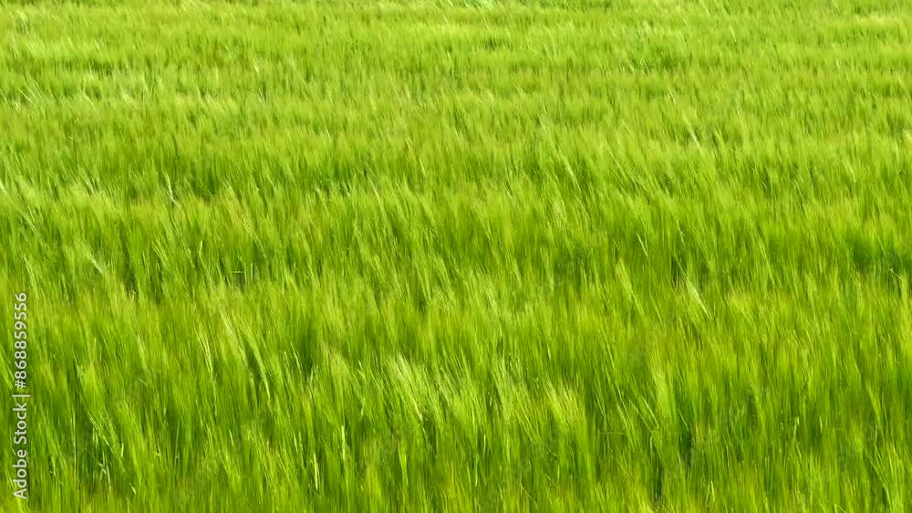 Field of unripe barley swaying in the wind in Hammenhög, Simrishamn municipality, Skåne county, Sweden, Scandinavia, Europe Field of unripe barley swaying in the wind in Hammenhög, Simrishamn municipality, Skåne county, Sweden, Scandinavia, Europe