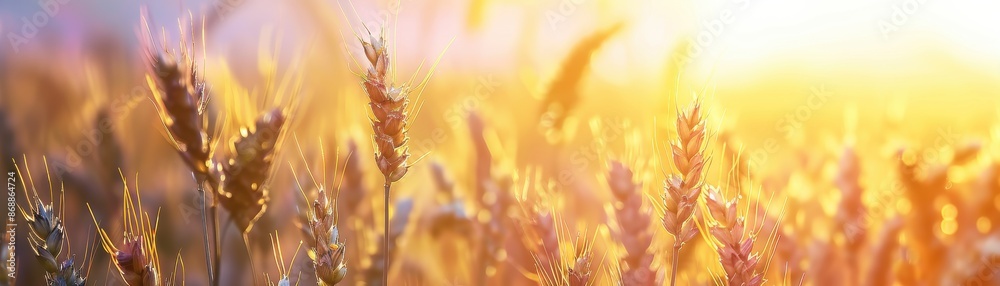 Wheat field focus on, copy space, swaying grains, double exposure silhouette with sunset